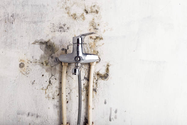 Best Mold Cleaning Services  in East Norwich, NY