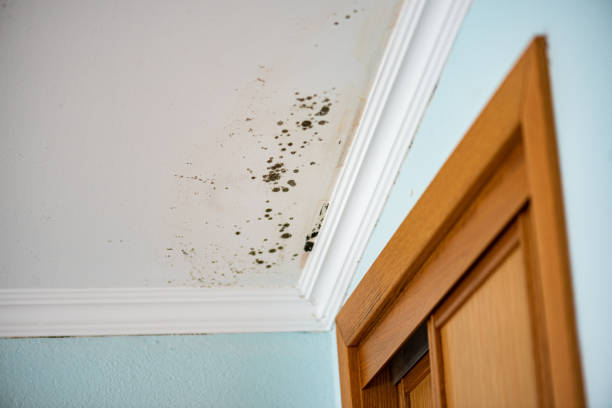 Best Emergency Mold Removal  in East Norwich, NY