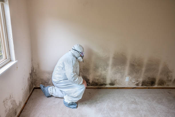 Mold Removal Process in East Norwich, NY