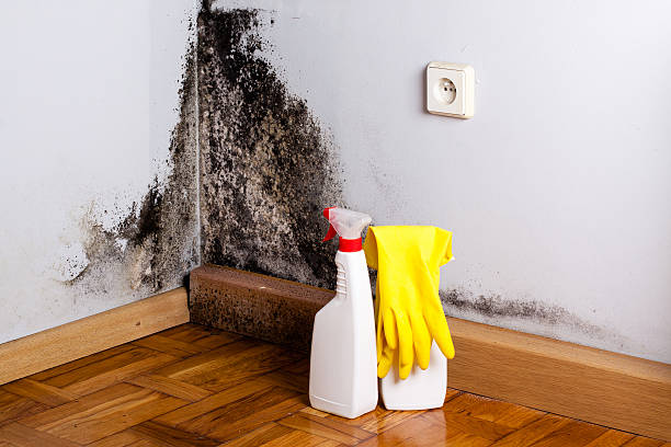 Best Crawl Space Mold Removal  in East Norwich, NY